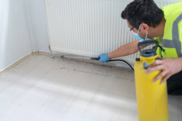 Best Ant Control Services  in Proctor, MN